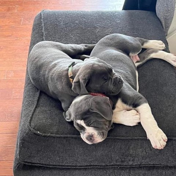 Meet your Posher, Chad - Picture 1 of 1